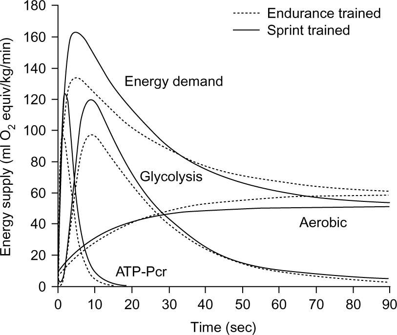 Creatine Phosphate System