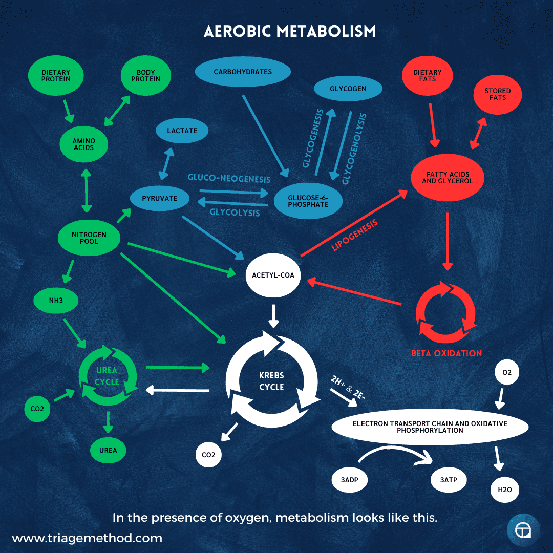 aerobic metabolism exercise