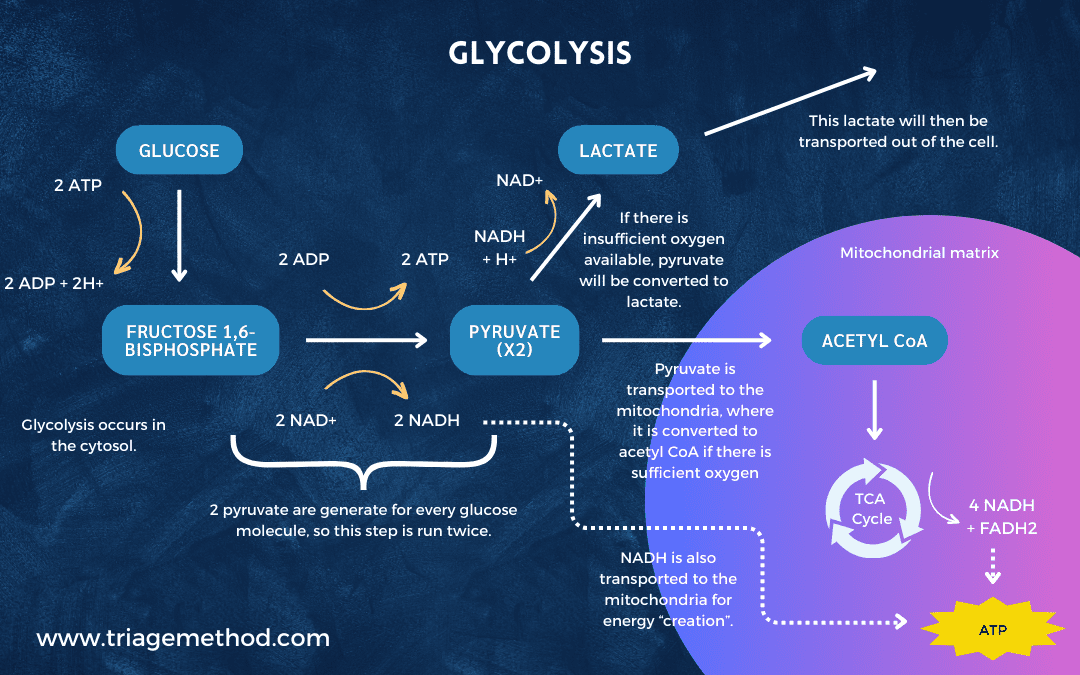 anaerobic metabolism