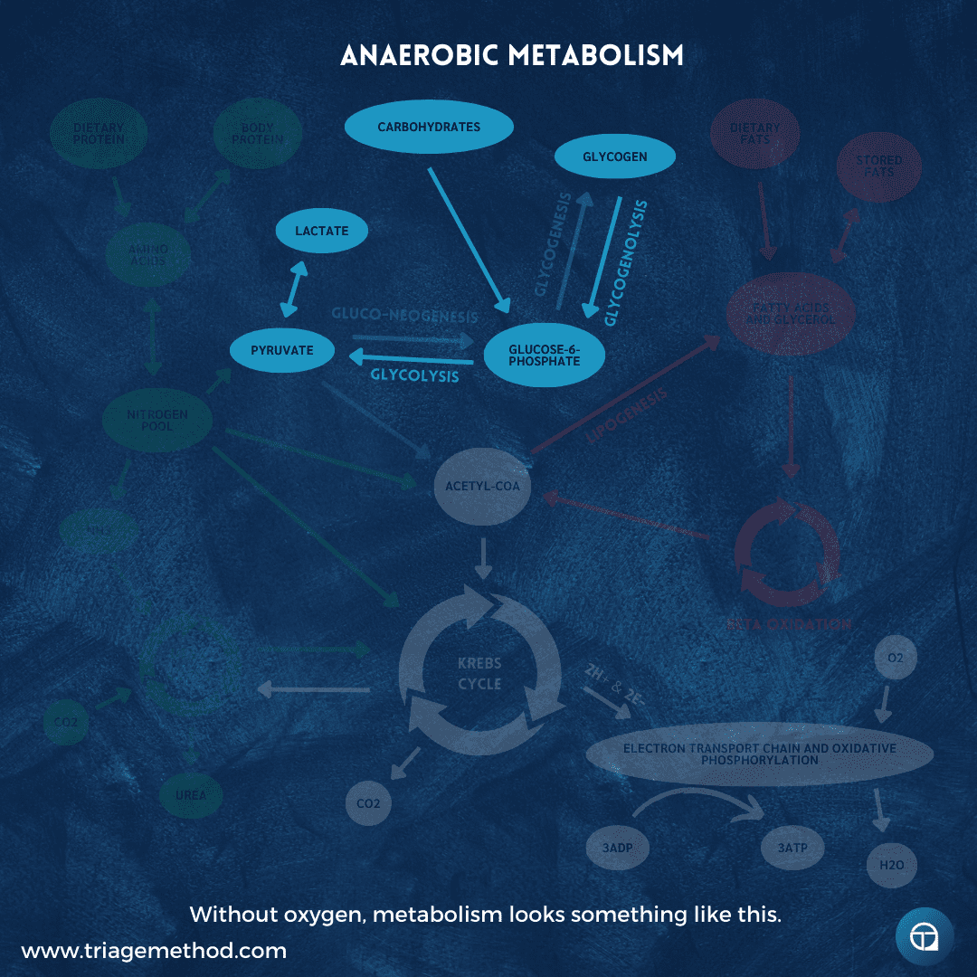 anaerobic metabolism