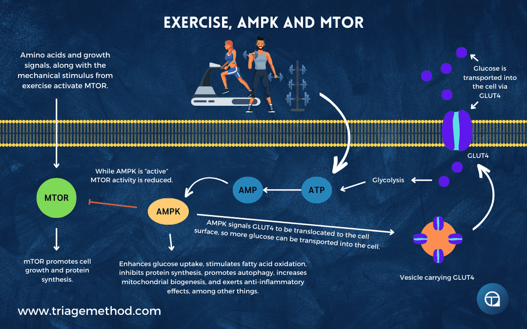exercise ampk and mtor