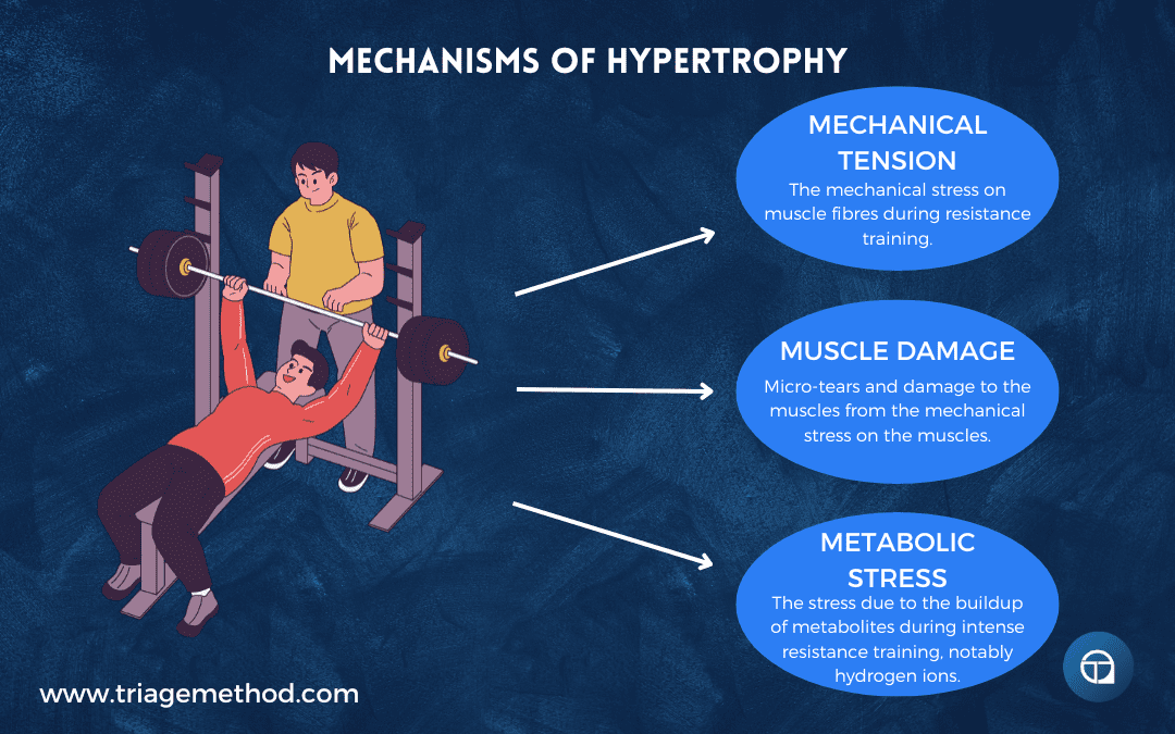 the mechanisms of hypertrophy, mechanical tension, muscle damage and metabolic stress