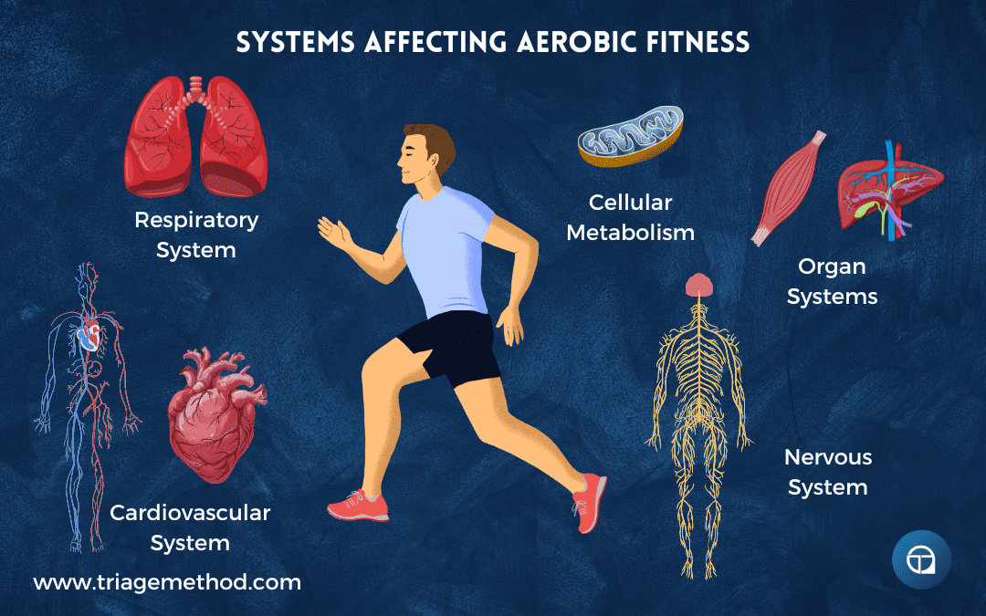 systems affecting aerobic fitness