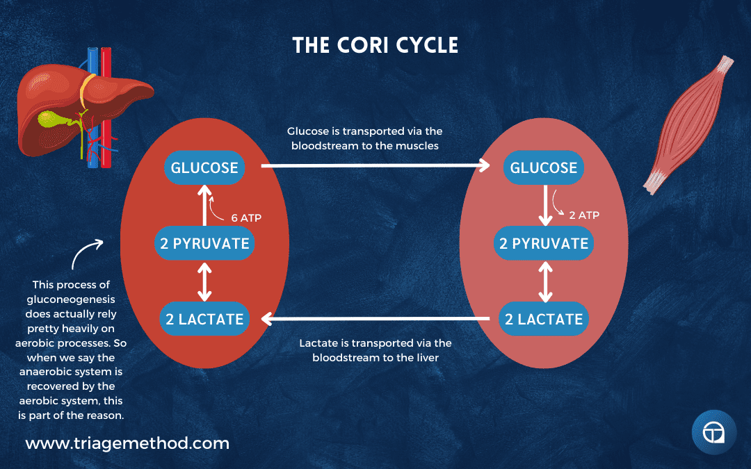 the cori cycle and exercise