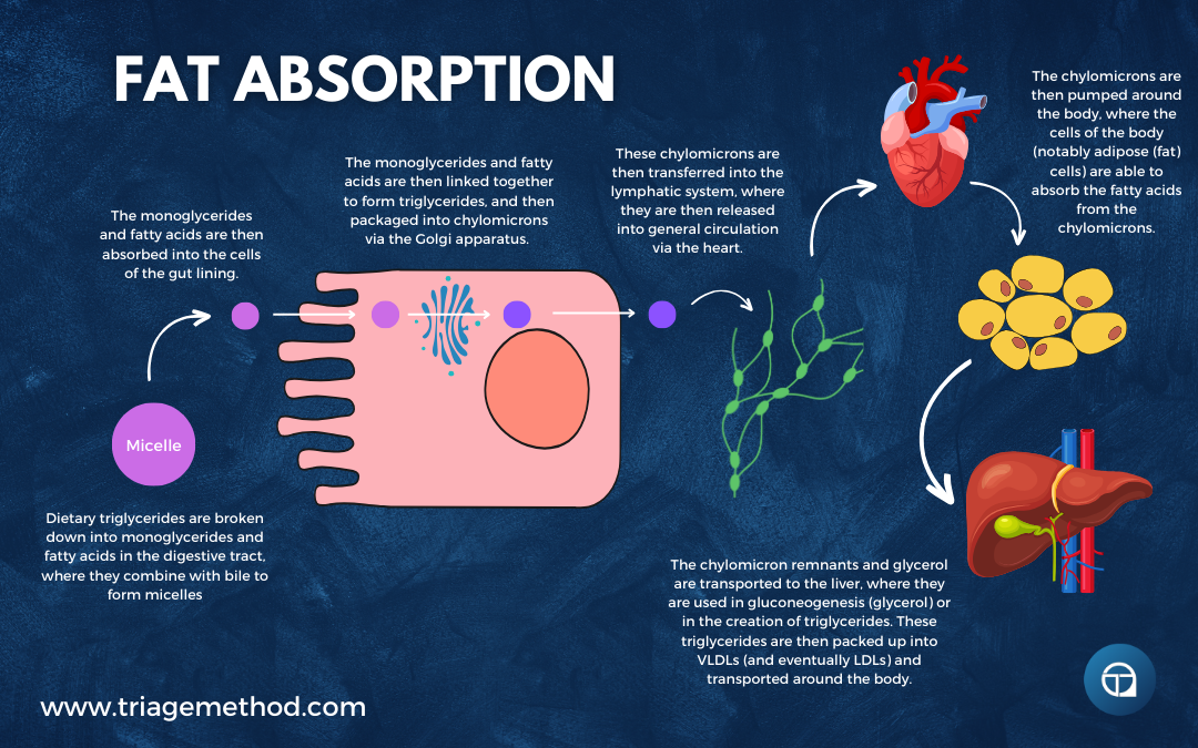 dietary fat digestion, assimilation and absorption