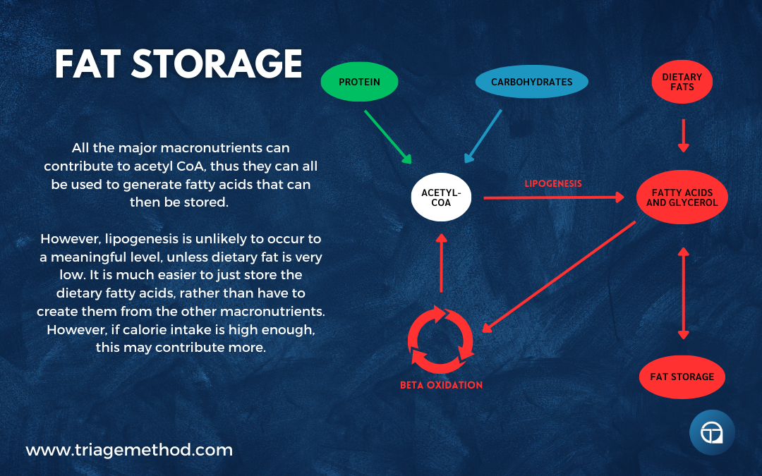 the storage of fats